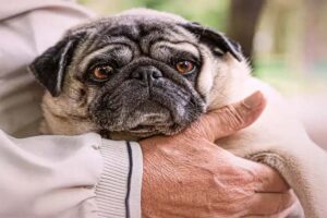 Pets: A Key to Cognitive Health in Older Adults