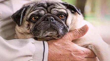 Pets: A Key to Cognitive Health in Older Adults