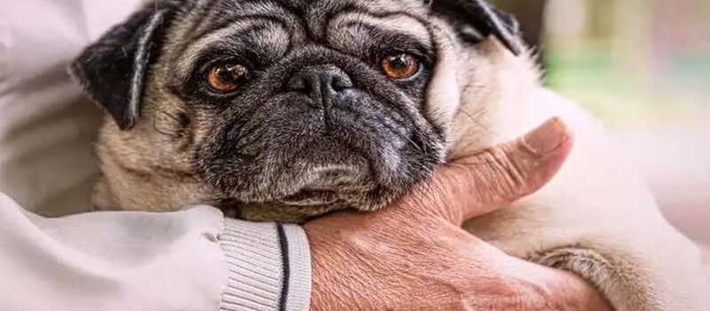 Pets: A Key to Cognitive Health in Older Adults