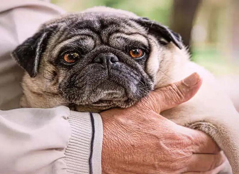 Pets: A Key to Cognitive Health in Older Adults