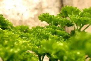 Introduction to Parsley