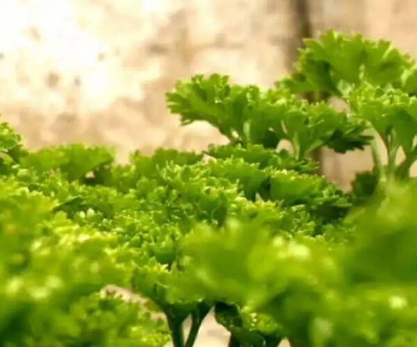 Introduction to Parsley