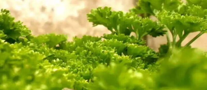 Introduction to Parsley
