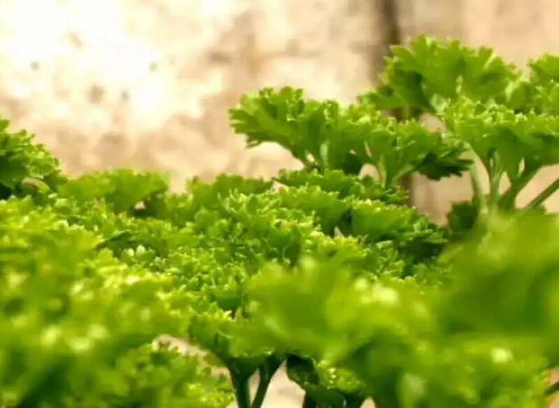 Introduction to Parsley