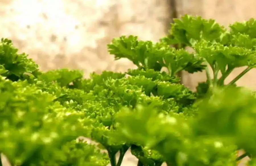 Introduction to Parsley