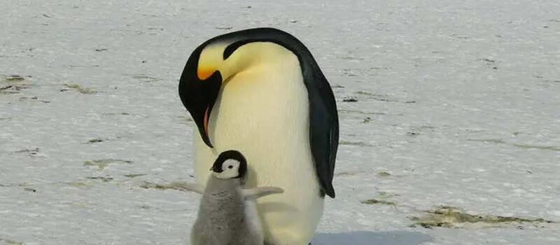 Penguins: Masters of Microsleeps